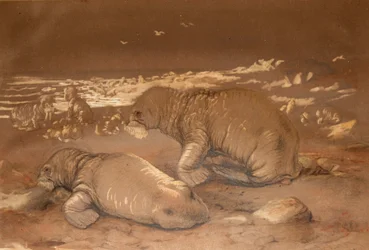 Walrus - Tricherchus Rosmarus